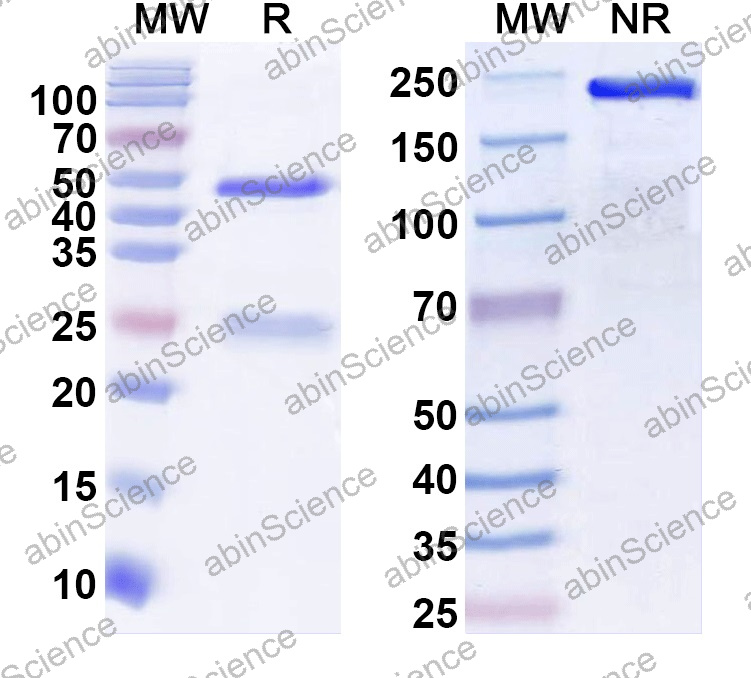 Anti-Human MAP2 Monoclonal Antibody (1A558)