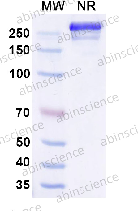 InVivoMAb Anti-Human G-CSF Antibody (Iv0054)