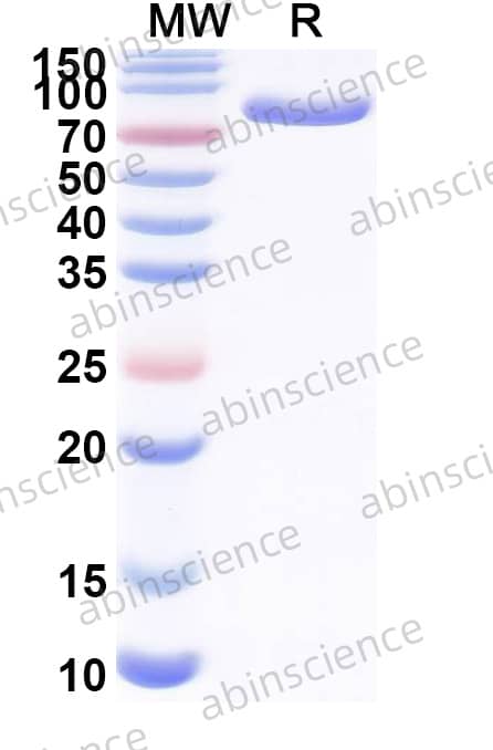 Research Grade Albipagrastim Alfa