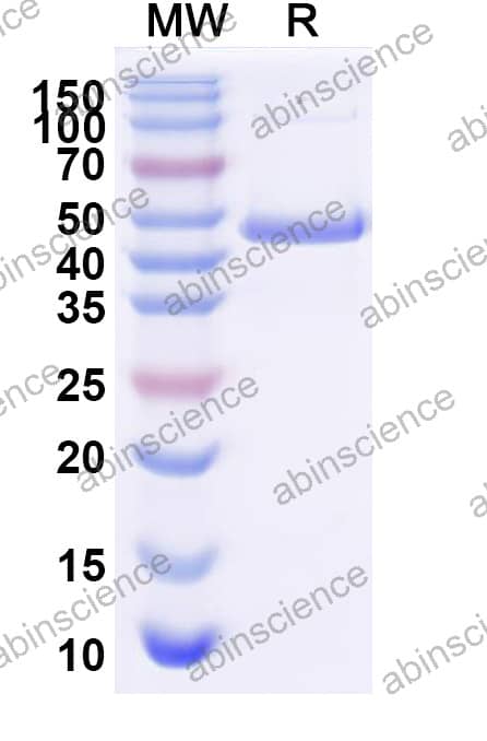Research Grade Efbemalenograstim Alfa