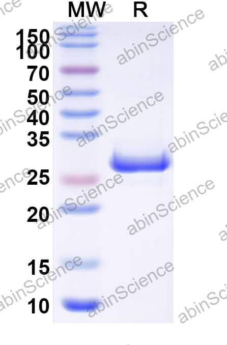 Anti-Human Fibronectin Recombinant Antibody (L19)