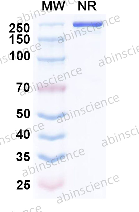Anti-Human ErbB2/Her2 Reference Antibody (HLX22, RUO)