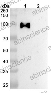 Anti-Human ErbB2/Her2 Reference Antibody (MEDI4276, RUO)