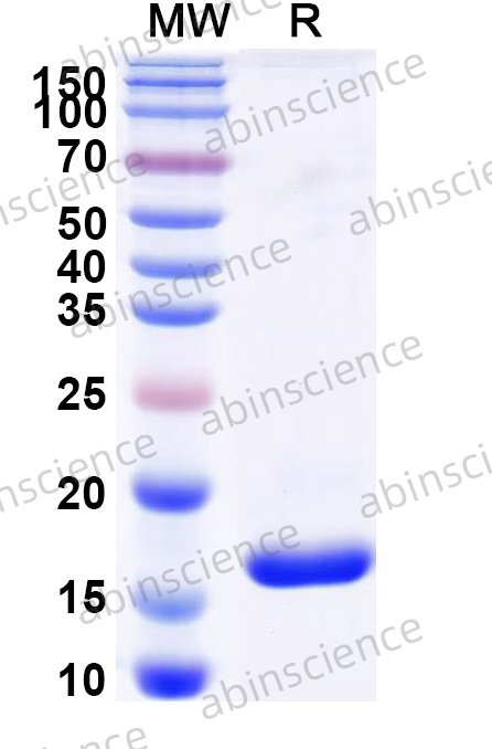 Anti-Human ErbB2/Her2 Reference Antibody (NM-02, RUO)