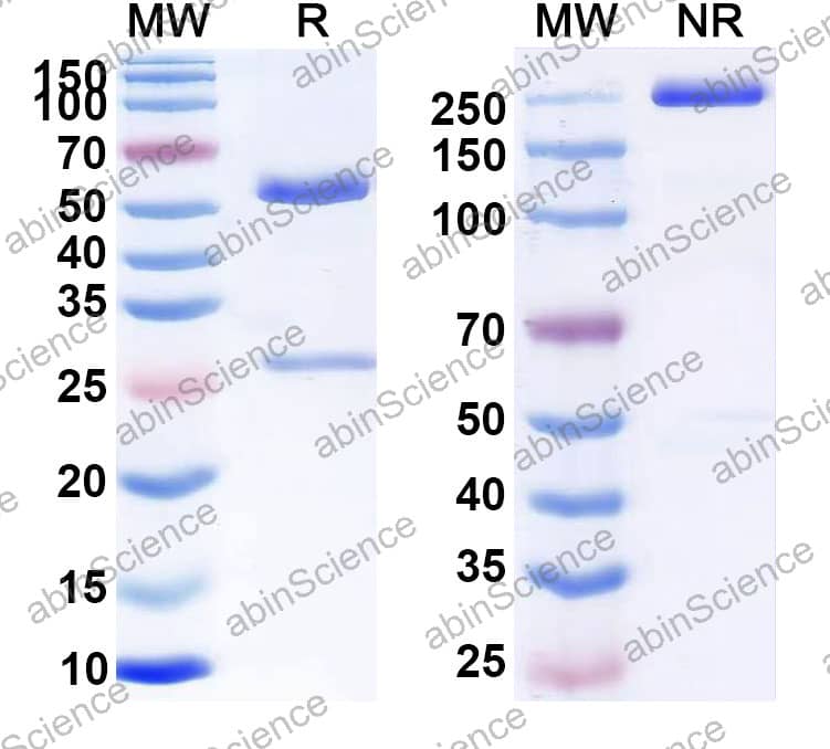 Anti-Human ANXA2 Antibody (SAA2551)