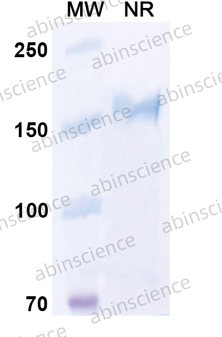 Anti-Human CD7 Reference Antibody (Grisnilimab, RUO)