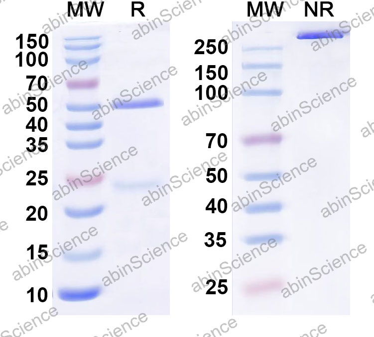 Anti-Human CD61/ITGB3 Monoclonal Antibody (1A471)