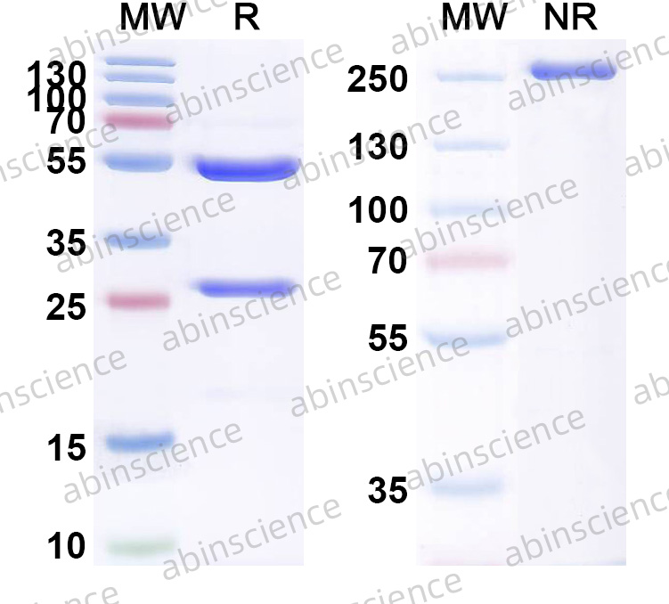 Anti-Human IL-6 Reference Antibody (MH166, RUO)