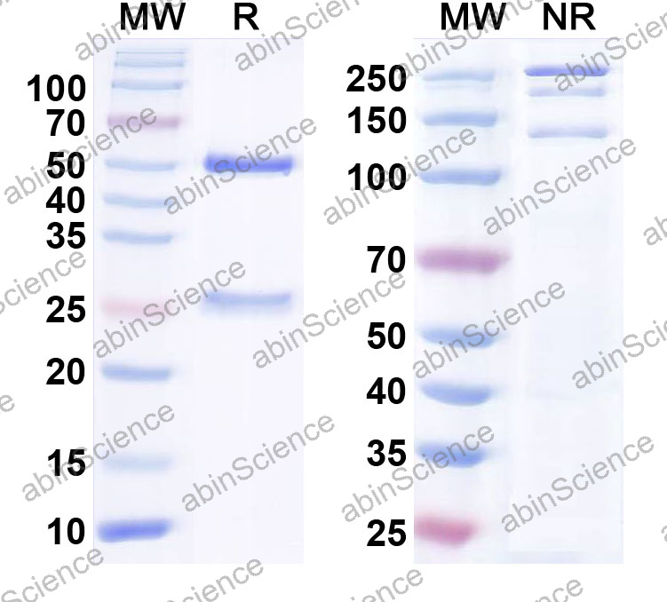 Anti-Human CD271/NGFR Monoclonal Antibody (1A633)