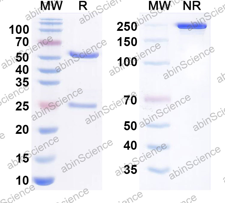 Anti-Human CD271/NGFR Monoclonal Antibody (1A635)