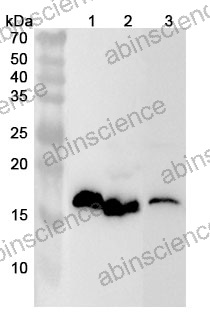 Anti-MYL2 Polyclonal Antibody