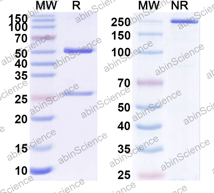 Anti-Human KRT10 Monoclonal Antibody (1A579)
