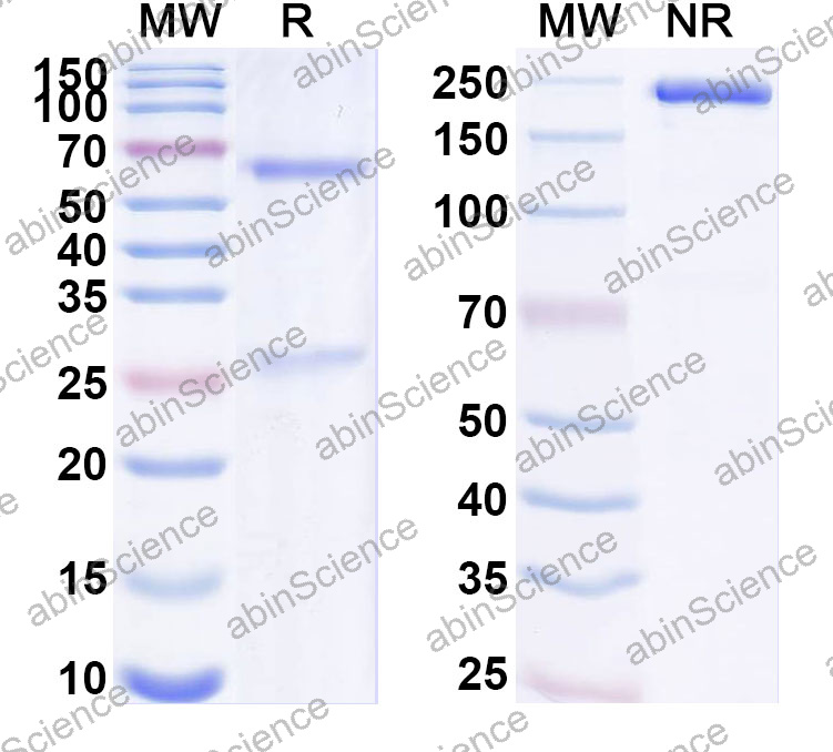 Anti-Human KRT10 Monoclonal Antibody (1A580)