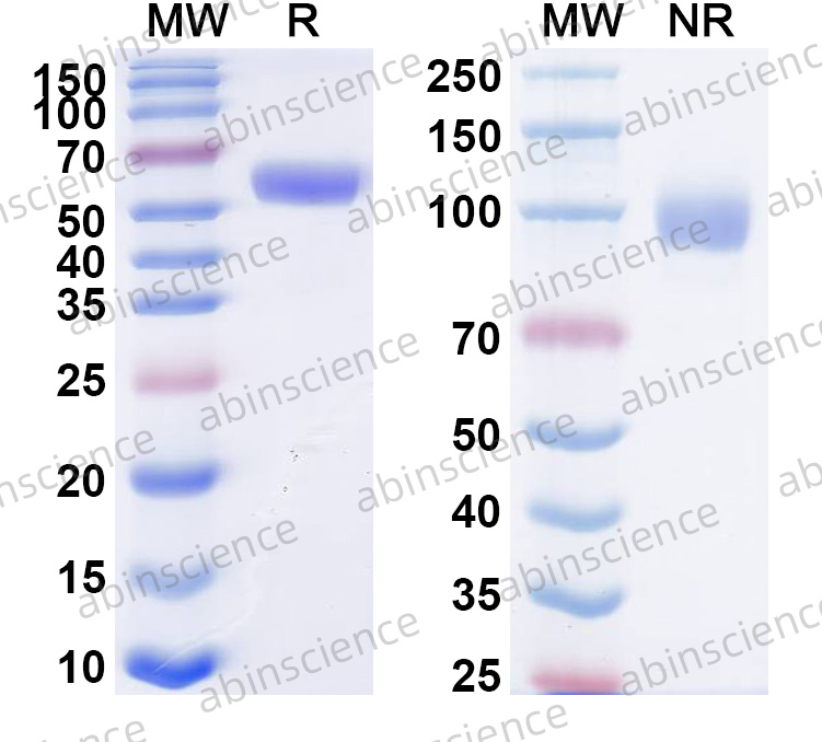 Anti-Human INHBA Reference Antibody (RAP-011, RUO)