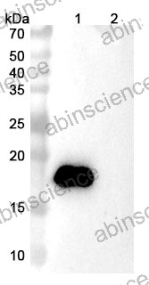 Anti-Human IL-4 Reference Antibody (Vak-694, RUO)