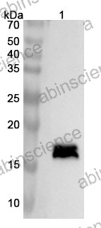 Anti-Human ISG15 Polyclonal Antibody