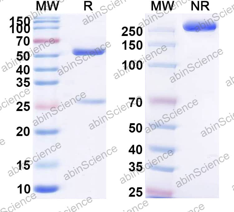 Anti-GRP78/HSPA5 Recombinant Antibody (SAA2389)