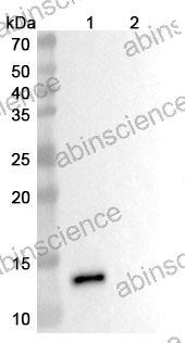 Anti-Human IL-8/CXCL8 Reference Antibody (Adakitug, RUO)