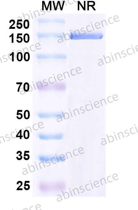 Anti-Human CD37 Reference Antibody (Otlertuzumab, RUO)