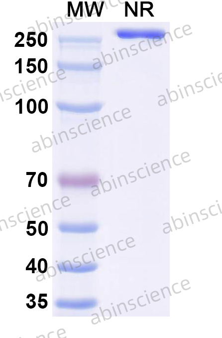 Anti-Human CD63/LAMP3 Recombinant Antibody (SAA1394)