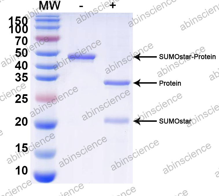 SUMOstar Protease