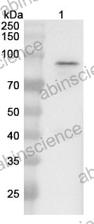 Anti-Candida albicans HSP90 Polyclonal Antibody