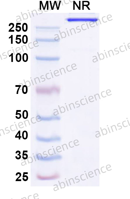 Anti-Pseudomonas aeruginosa PcrV & Psl Bispecific Reference Antibody (Gremubamab, RUO)