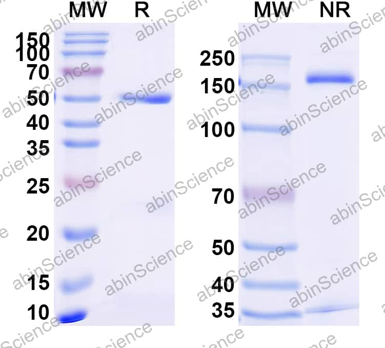 Anti-PBP2a Recombinant Antibody (SAA2416)