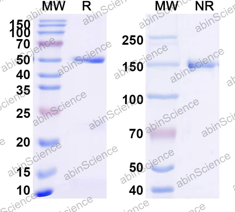 Anti-PBP2a Recombinant Antibody (SAA2417)