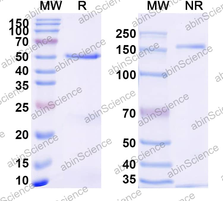 Anti-PBP2a Recombinant Antibody (SAA2418)