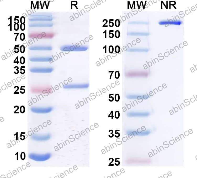 Anti-Borreliella burgdorferi DbpA Recombinant Antibody (SAA2344)