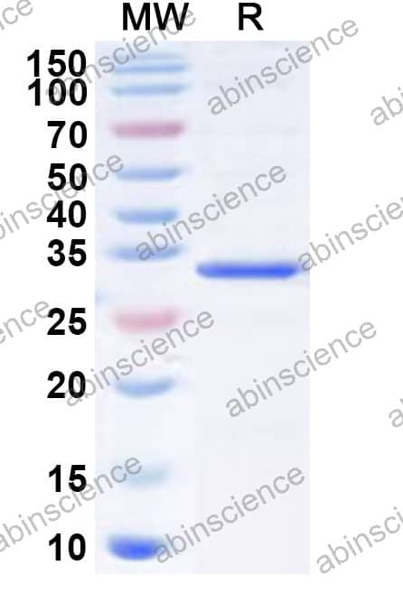 LysM Recombinant Protein (N-GST & C-His)