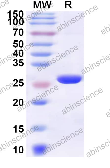 pptT Recombinant Protein (N-His)