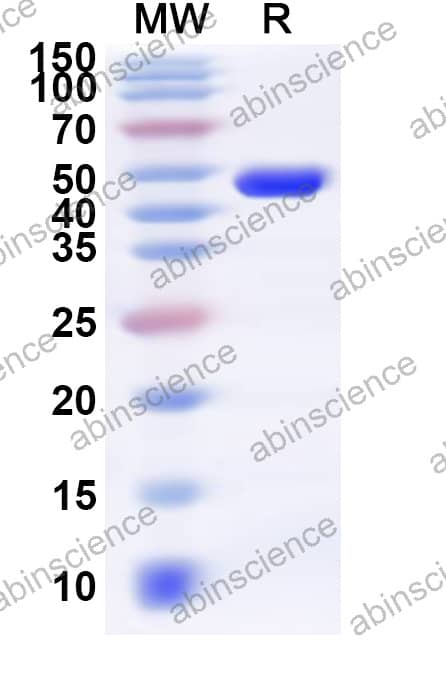 Vsp Recombinant Protein (N-His)