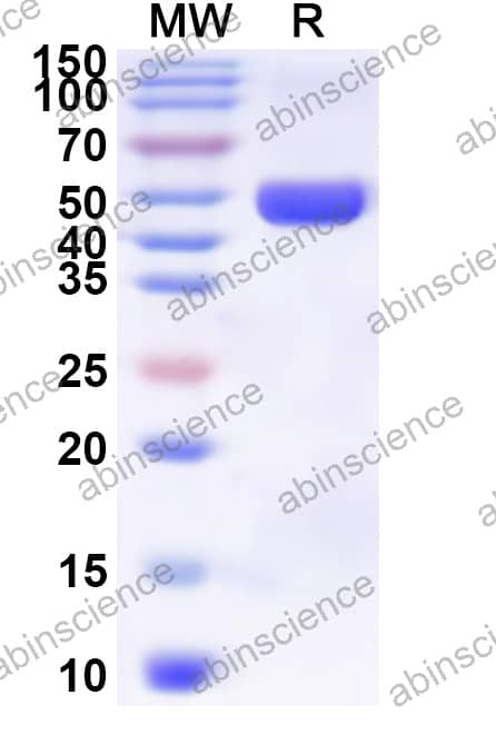 Vsp Recombinant Protein (N-His)