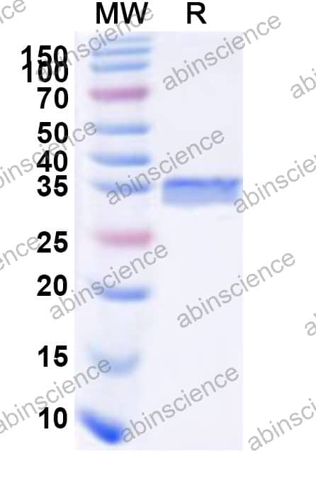 yebV Recombinant Protein (N-GST & C-His)
