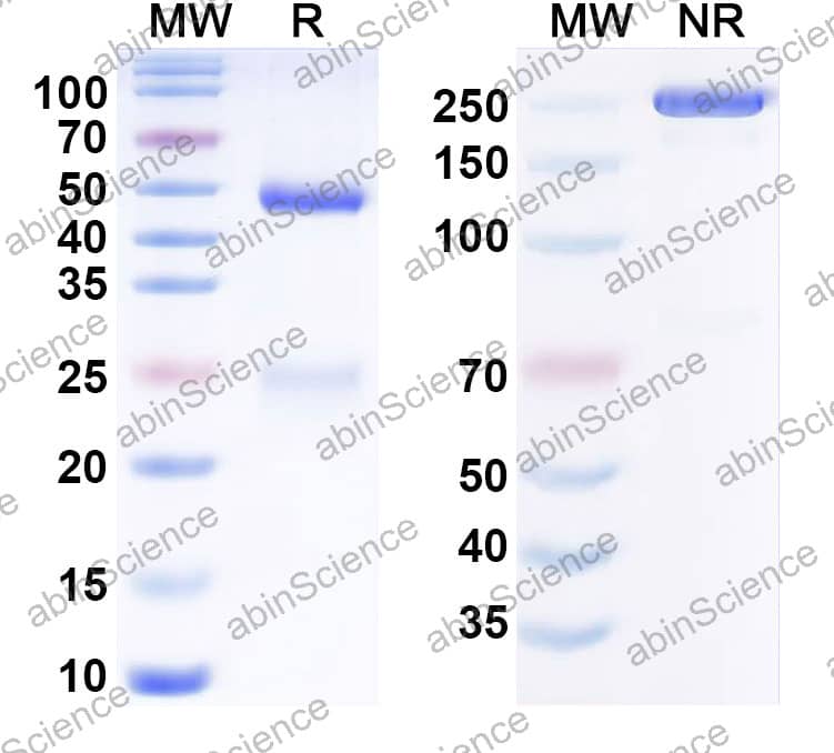 Anti-Francisella tularensis GroEL Recombinant Antibody (Ab53)