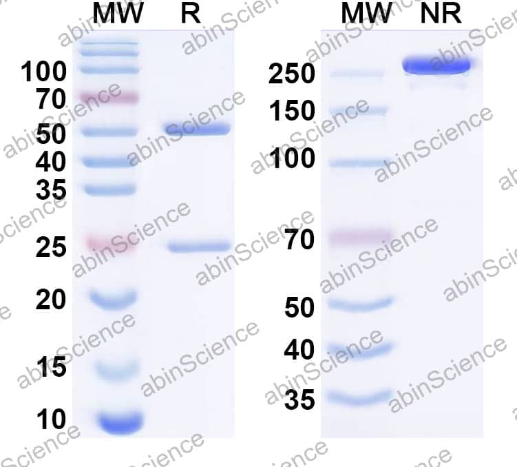 Anti-Francisella tularensis GroEL Recombinant Antibody (Ab64)