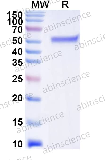 Salmonella enteritidis FliC Recombinant Protein (N-Strep)