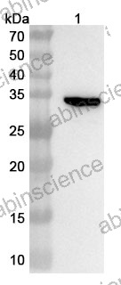 Anti-rsgA Polyclonal Antibody