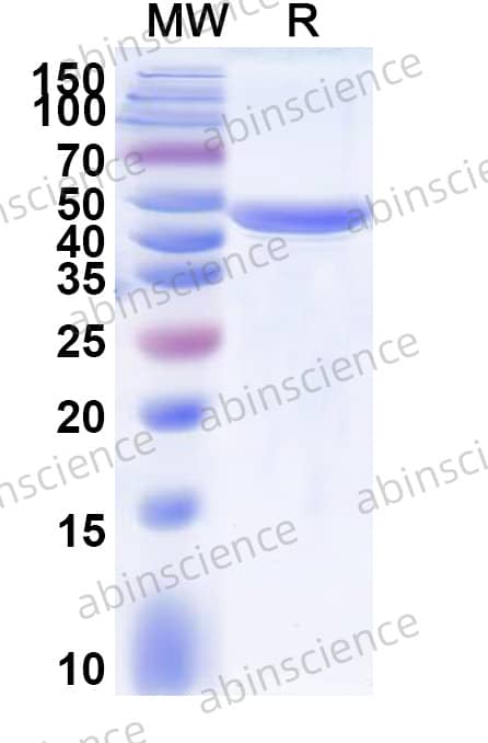 Neisseria meningitidis FHbp Recombinant Protein (N-His-KSI)