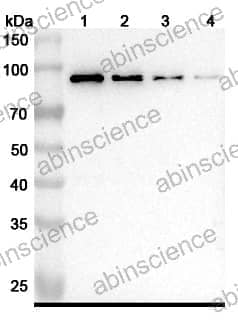 Research Grade Obiltoxaximab_Datasheet