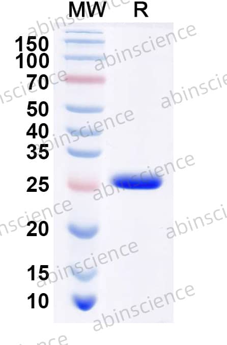 GST tag Control Recombinant Protein