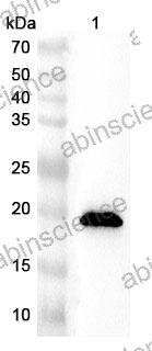 Anti-Mouse DAND5 Polyclonal Antibody