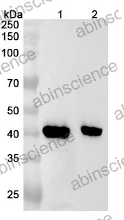 Anti-Mouse CHIL3 Polyclonal Antibody