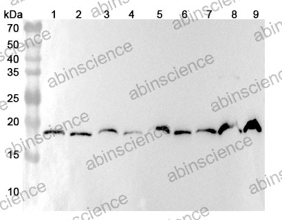 Anti-Mouse EPGN/Epigen Polyclonal Antibody