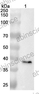 Anti-Mouse FOSL1 Polyclonal Antibody