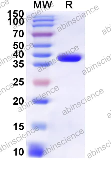 Mouse HTR2A Recombinant Protein (N-His-KSI)