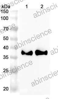 Anti-Mouse IGFBP6 Polyclonal Antibody