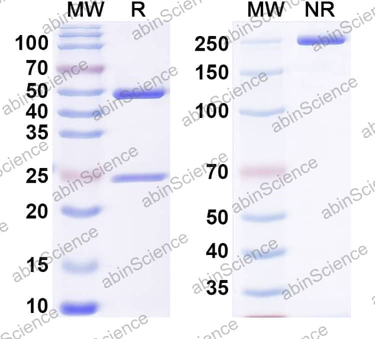 Anti-Mouse PLCG1 Recombinant Antibody (SAA0275)